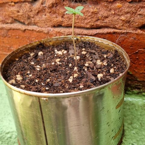 Ginny growlog timeline photo