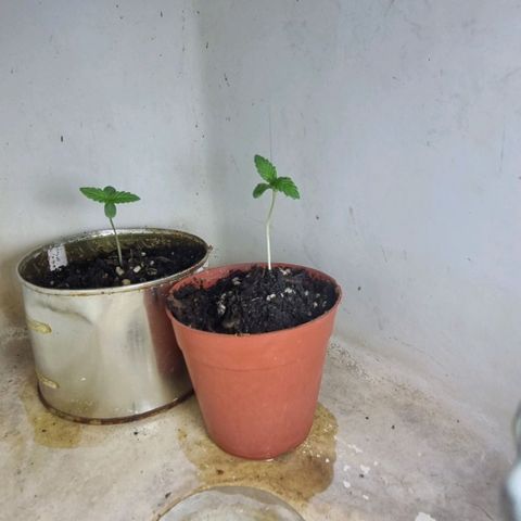 Ginny growlog photo: 20hs la puse con la luz LED hasta las 00 