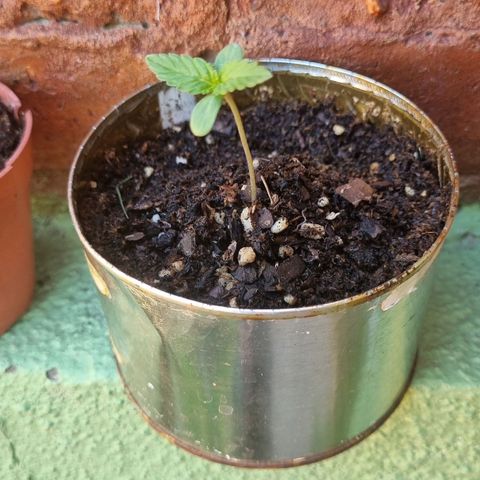 Ginny growlog photo: 13:00 si le está creciendo una nueva hoja es apenas pero viene bien