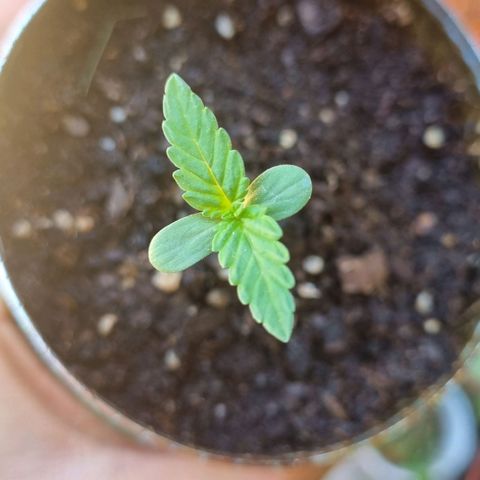 Ginny growlog photo: 13:00 si le está creciendo una nueva hoja es apenas pero viene bien