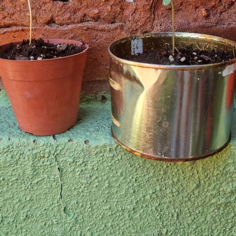 Ginny growlog photo: 13:00 las pase para adelante a la sombra 