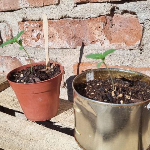 Ginny growlog photo: Las puse al sol de 18 a 19:30 y luego en luz LED 