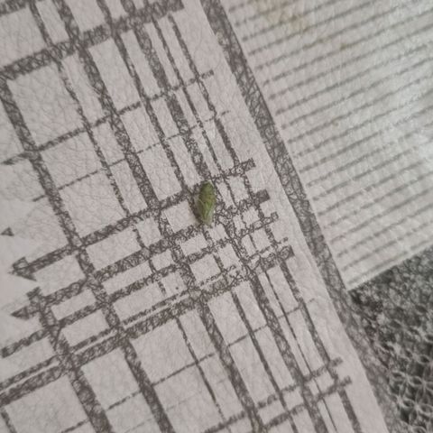Ginny growlog photo: Hoy no llegue a ponerla al sol porque llegué tipo 21 así que la pasé directo al patio, me apareció este bicho y no se que es. Le pregunté al Emi a ver qué si sabía algo o solo es casualidad 