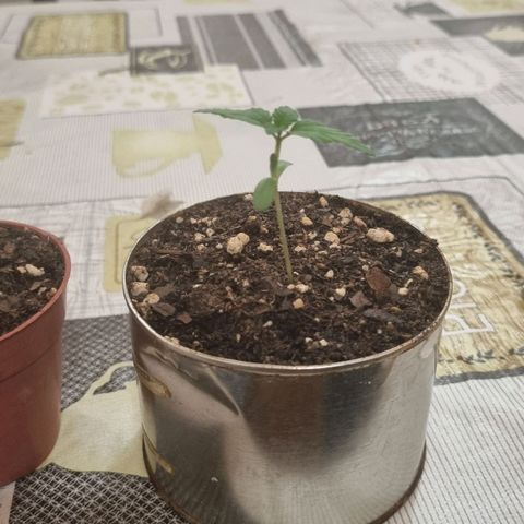 Ginny growlog photo: Hoy no llegue a ponerla al sol porque llegué tipo 21 así que la pasé directo al patio, me apareció este bicho y no se que es. Le pregunté al Emi a ver qué si sabía algo o solo es casualidad 