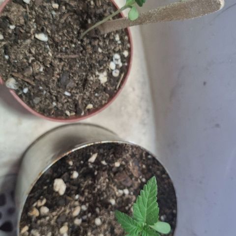 Ginny growlog photo: Georgia agarro estrés por estar demasiado tiempo al sol, Ginny reaccionó bien. Mañana van a estar con luz LED nomás ya que va a hacer casi 40 grados todo el día 