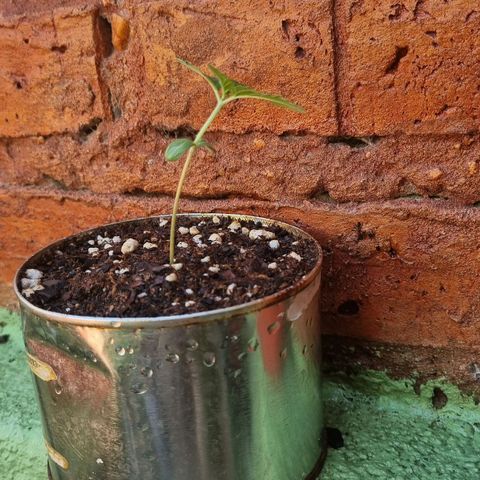 Ginny growlog photo: 14/15 hs ginny viene muy bien la verdad aunque me la olvide todo el mediodía al sol parece no haberle afectado como a georgia 