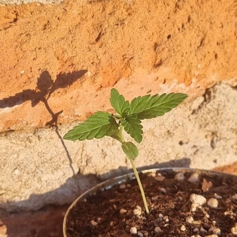 Ginny growlog photo: 19hs estuvo todo el día al sol y viene muy bien y linda, se sostiene y el tallo no se cae