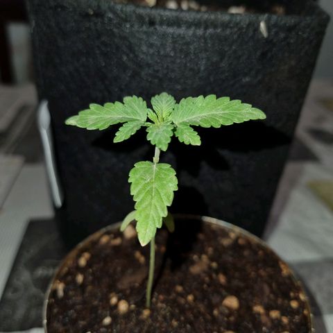 Ginny growlog photo: Ginny viene bien, yo digo que a la perfección. No quise transplantarla cómo a georgia porque tengo que resolver el tema de la luz después de las 1930 e iban a quedar las macetas muy grandes y apretadas. El viernes sábado si o si tendré que transplantarla ya que cumple 3 semanas. 
