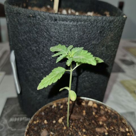 Ginny growlog photo: Ginny viene bien, yo digo que a la perfección. No quise transplantarla cómo a georgia porque tengo que resolver el tema de la luz después de las 1930 e iban a quedar las macetas muy grandes y apretadas. El viernes sábado si o si tendré que transplantarla ya que cumple 3 semanas. 