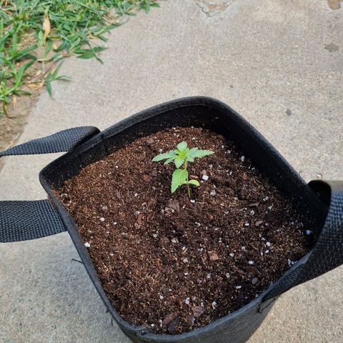Ginny growlog photo: 15hs hice el trasplante a la sombra, costo pero quedó bien, utilice una maceta ecoalgo de esas progresistas