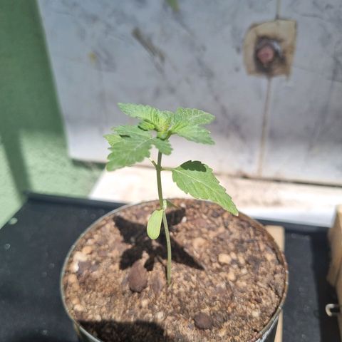 Ginny growlog photo: 15hs hice el trasplante a la sombra, costo pero quedó bien, utilice una maceta ecoalgo de esas progresistas