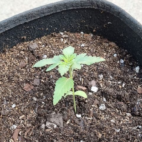 Ginny growlog photo: 15hs hice el trasplante a la sombra, costo pero quedó bien, utilice una maceta ecoalgo de esas progresistas
