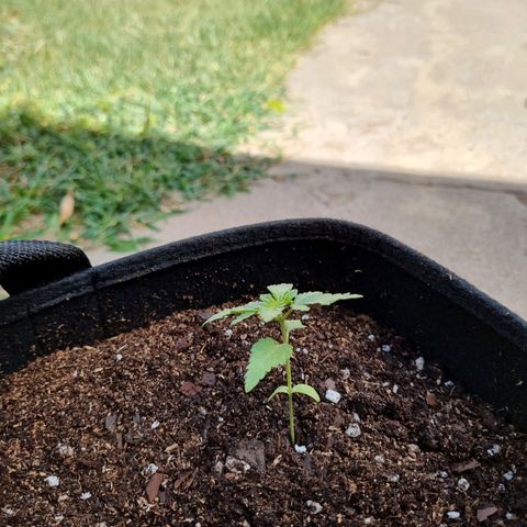 Ginny growlog photo: 15hs hice el trasplante a la sombra, costo pero quedó bien, utilice una maceta ecoalgo de esas progresistas