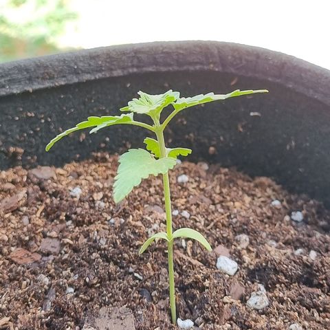 Ginny growlog timeline photo