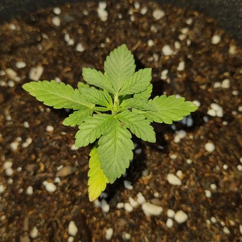Ginny growlog timeline photo