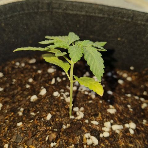 Ginny growlog timeline photo