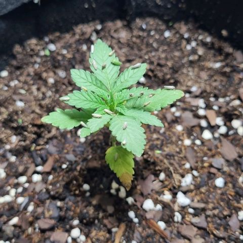 Ginny growlog photo: Hoy por primera vez aplique fertilizante, el top veg, ojalá cumpla su función y siga creciendo. También está noche se llenó de bichos la plata por el foco de afuera así que encontré una red que voy a empezar a poner. Las plantas van muy bien la verdad, falta que crezca abundante y alta así me ilusiono un poco más 
