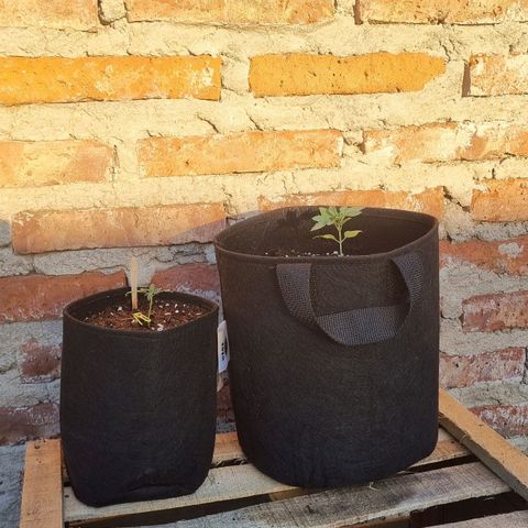 Ginny growlog photo: Hoy por primera vez aplique fertilizante, el top veg, ojalá cumpla su función y siga creciendo. También está noche se llenó de bichos la plata por el foco de afuera así que encontré una red que voy a empezar a poner. Las plantas van muy bien la verdad, falta que crezca abundante y alta así me ilusiono un poco más 