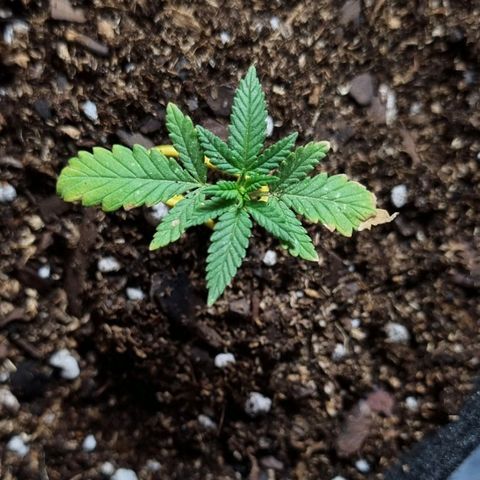 Ginny growlog photo: Hoy por primera vez aplique fertilizante, el top veg, ojalá cumpla su función y siga creciendo. También está noche se llenó de bichos la plata por el foco de afuera así que encontré una red que voy a empezar a poner. Las plantas van muy bien la verdad, falta que crezca abundante y alta así me ilusiono un poco más 