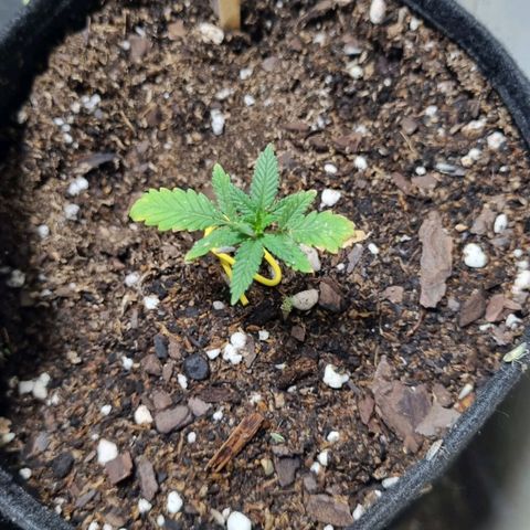 Ginny growlog photo: Hoy por primera vez aplique fertilizante, el top veg, ojalá cumpla su función y siga creciendo. También está noche se llenó de bichos la plata por el foco de afuera así que encontré una red que voy a empezar a poner. Las plantas van muy bien la verdad, falta que crezca abundante y alta así me ilusiono un poco más 