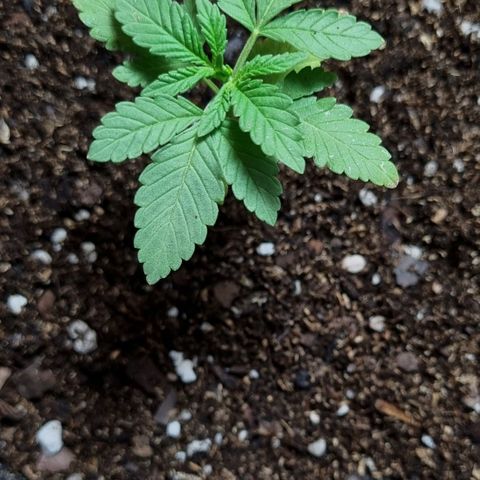 Ginny growlog photo: Hoy por primera vez aplique fertilizante, el top veg, ojalá cumpla su función y siga creciendo. También está noche se llenó de bichos la plata por el foco de afuera así que encontré una red que voy a empezar a poner. Las plantas van muy bien la verdad, falta que crezca abundante y alta así me ilusiono un poco más 