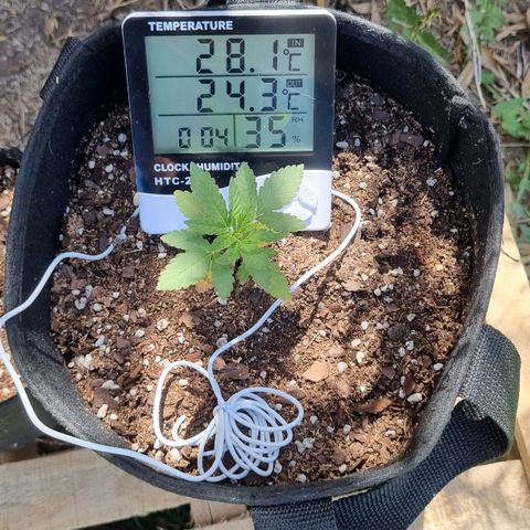 Ginny growlog timeline photo