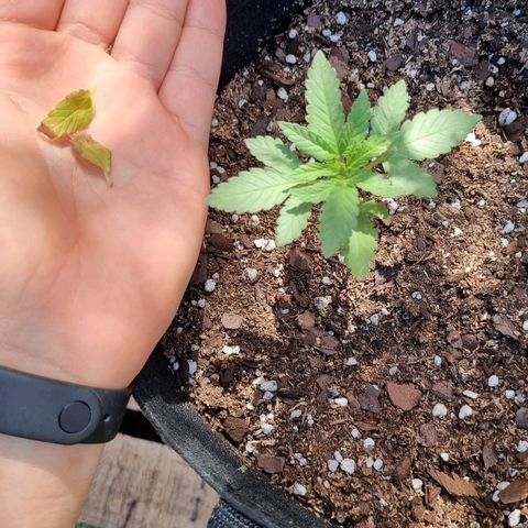 Ginny growlog photo: Le saque las dos hojas de abajo que ya estaban secas para que se enfoque en otra cosa la planta de mierda está 
