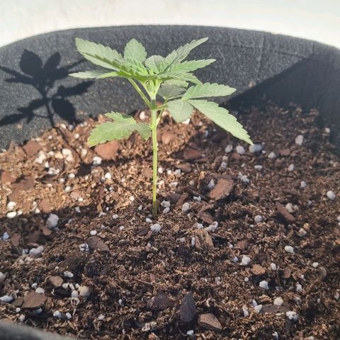 Ginny growlog photo: 8am