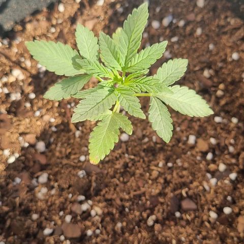 Ginny growlog photo: 8am