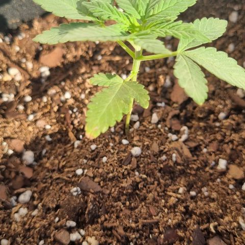 Ginny growlog photo: 8am