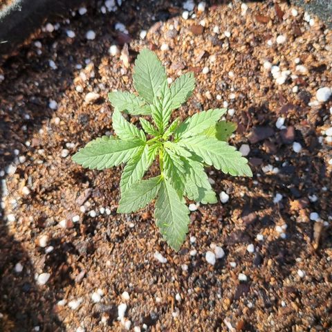 Ginny growlog photo: 17hs