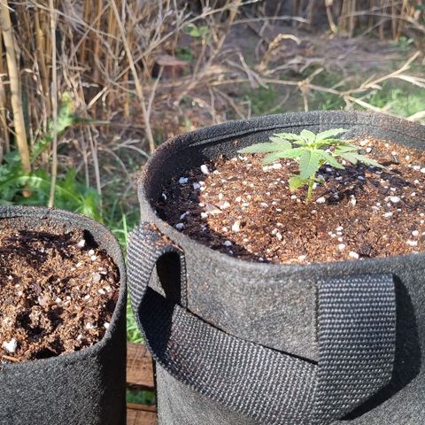 Ginny growlog timeline photo