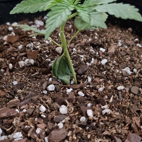 Ginny growlog photo: Tuve un problema y es que yo le pongo una red arriba de las plantas para que los bichos no la ataquen, al sacar la red se doblo la planta y tenía está rama caída, le puse algo para sostenerla como un ganchito pero no creo que se recupere, esto le va a costar al crecimiento al parecer 