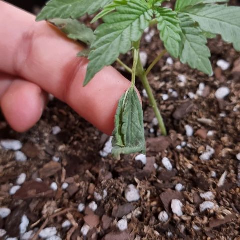 Ginny growlog photo: Tuve un problema y es que yo le pongo una red arriba de las plantas para que los bichos no la ataquen, al sacar la red se doblo la planta y tenía está rama caída, le puse algo para sostenerla como un ganchito pero no creo que se recupere, esto le va a costar al crecimiento al parecer 