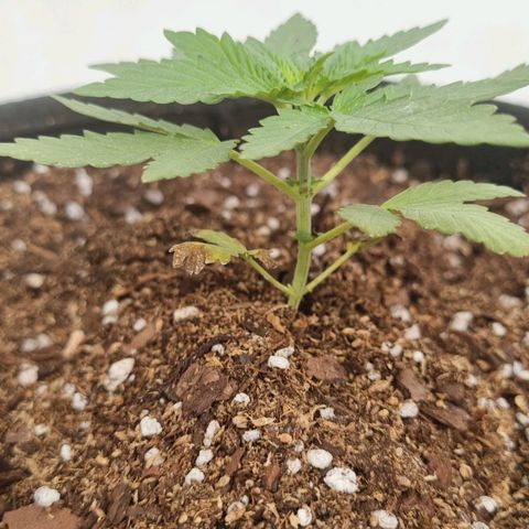 Ginny growlog timeline photo