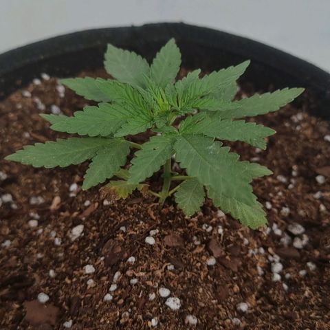 Ginny growlog timeline photo