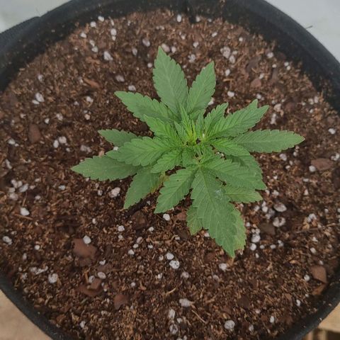 Ginny growlog timeline photo