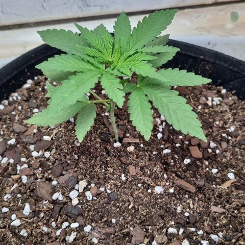 Ginny growlog photo: El lunes y hoy miércoles estuvo nublado con lluvia y hubo poco sol así que estuvo bastante adentro y afuera con el foco de 105w. Viene bien creo yo mañana le toca recibir fertilizante 