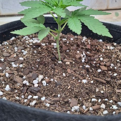 Ginny growlog photo: El lunes y hoy miércoles estuvo nublado con lluvia y hubo poco sol así que estuvo bastante adentro y afuera con el foco de 105w. Viene bien creo yo mañana le toca recibir fertilizante 