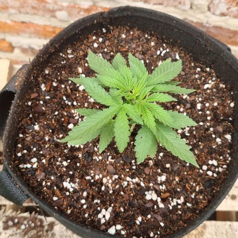 Ginny growlog photo: Junte agua de lluvia y media 6.5pH, lo baje a 6 con 3 gotas

Use 3ml de top veg en 1 litro de agua

Y creo que fue la vez que mejor absorbió la tierra
Porque hay veces que el exceso de agua se va en gotas a los costados de la maceta y está vez solo tuvo una gota de la mitad para abajo