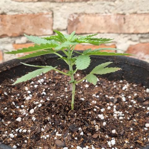Ginny growlog photo: Junte agua de lluvia y media 6.5pH, lo baje a 6 con 3 gotas

Use 3ml de top veg en 1 litro de agua

Y creo que fue la vez que mejor absorbió la tierra
Porque hay veces que el exceso de agua se va en gotas a los costados de la maceta y está vez solo tuvo una gota de la mitad para abajo