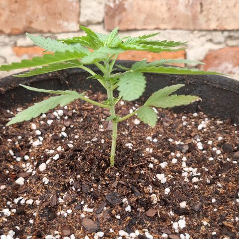 Ginny growlog photo: Junte agua de lluvia y media 6.5pH, lo baje a 6 con 3 gotas

Use 3ml de top veg en 1 litro de agua

Y creo que fue la vez que mejor absorbió la tierra
Porque hay veces que el exceso de agua se va en gotas a los costados de la maceta y está vez solo tuvo una gota de la mitad para abajo