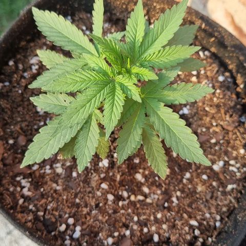 Ginny growlog photo: Hoy nublado estuvo toda la mañana a la luz fluorescente de 105w y cuando salió el sol la puse arriba del cajón hasta las 19hs que saque las fotos y volvió a la luz fluorescente hasta la 1am 
