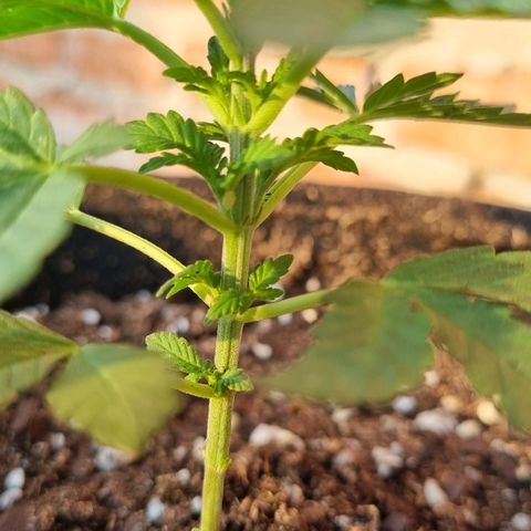 Ginny growlog photo: Hoy nublado estuvo toda la mañana a la luz fluorescente de 105w y cuando salió el sol la puse arriba del cajón hasta las 19hs que saque las fotos y volvió a la luz fluorescente hasta la 1am 