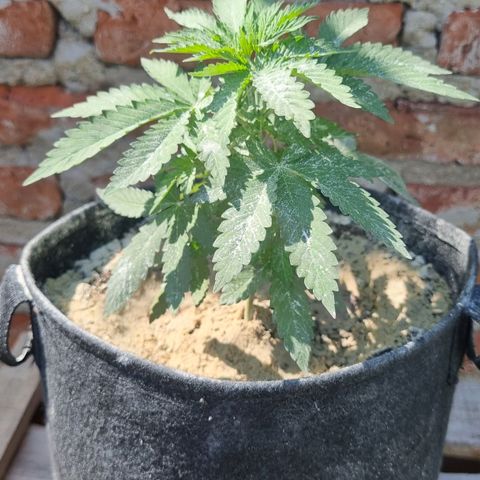 Ginny growlog photo: Vengo teniendo problemas de bichos así que le estoy poniendo alga triturada cada ciertos días y jabón potásico cada 3