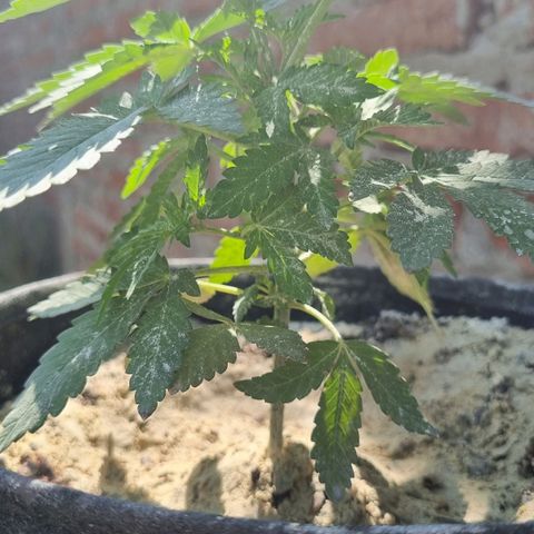 Ginny growlog photo: Vengo teniendo problemas de bichos así que le estoy poniendo alga triturada cada ciertos días y jabón potásico cada 3