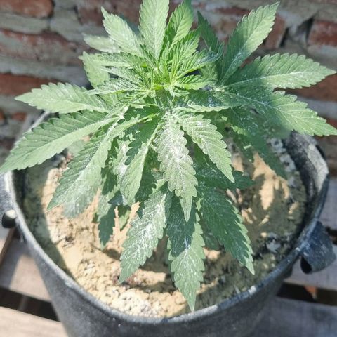 Ginny growlog photo: Vengo teniendo problemas de bichos así que le estoy poniendo alga triturada cada ciertos días y jabón potásico cada 3