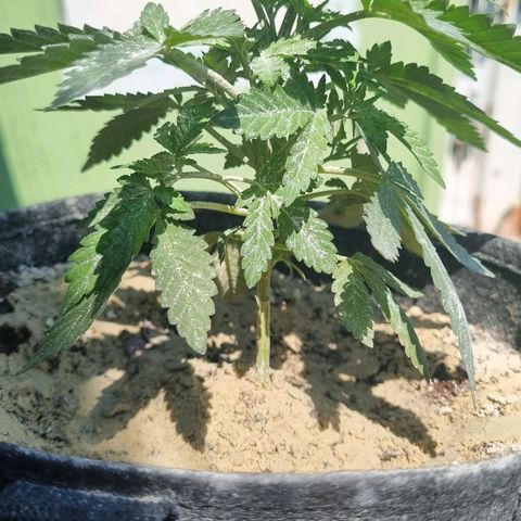 Ginny growlog photo: Vengo teniendo problemas de bichos así que le estoy poniendo alga triturada cada ciertos días y jabón potásico cada 3
