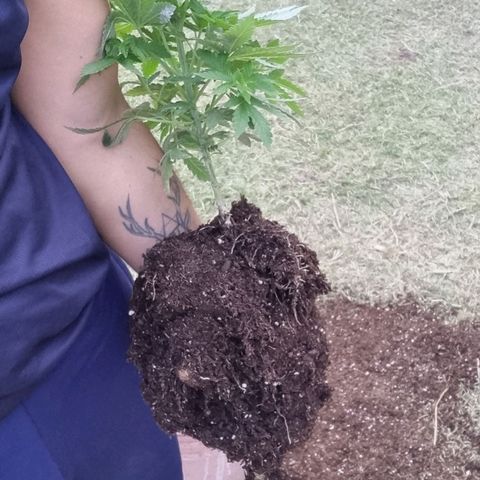 Ginny growlog photo: Trasplante a última maceta 