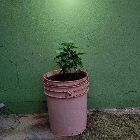 Ginny growlog photo: Trasplante a última maceta 